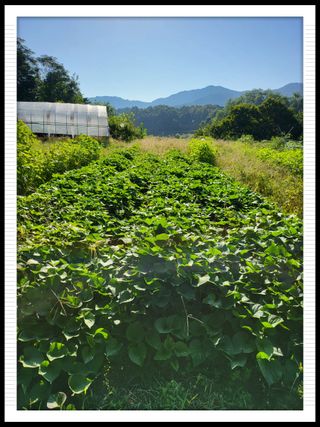 이서울비님의 9월 내 작물 자랑하기 · 참여글 작성글 사진