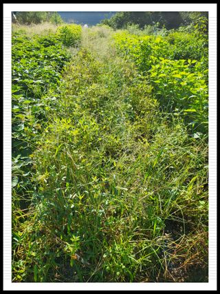 이서울비님의 9월 내 작물 자랑하기 · 참여글 작성글 사진