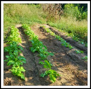 이서울비님의 9월 내 작물 자랑하기 · 참여글 작성글 사진