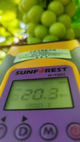 팜모닝 포도·자유게시판 게시글 이미지