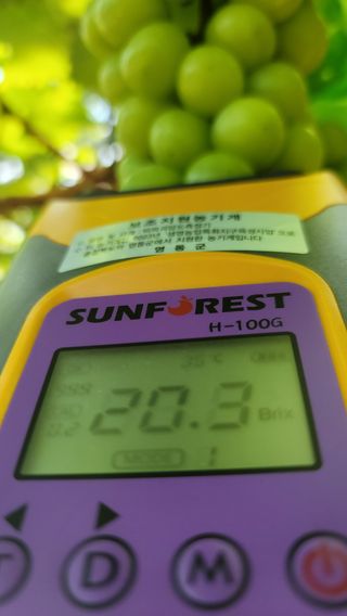 박정수님의 포도 · 자유게시판 작성글 사진