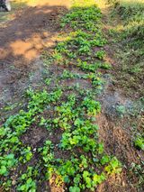 팜모닝 기타작물·영농일지 게시글 이미지