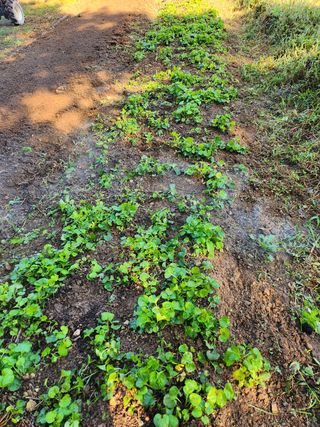 장흥 모경화 님의 기타작물 · 영농일지 작성글 사진