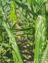 팜모닝 기타작물·병해충상담 게시글 이미지