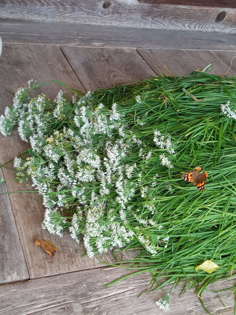 참깨20147님의 장터 판매 상품 [여주즙50, 부추즙50포씩] 첨부 사진