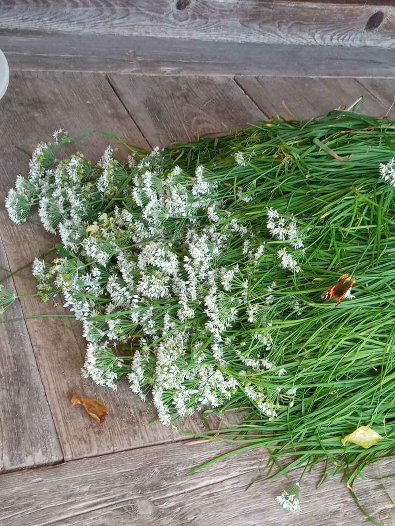 참깨20147님의 장터 판매 상품 [여주즙50, 부추즙50포씩] 첨부 사진