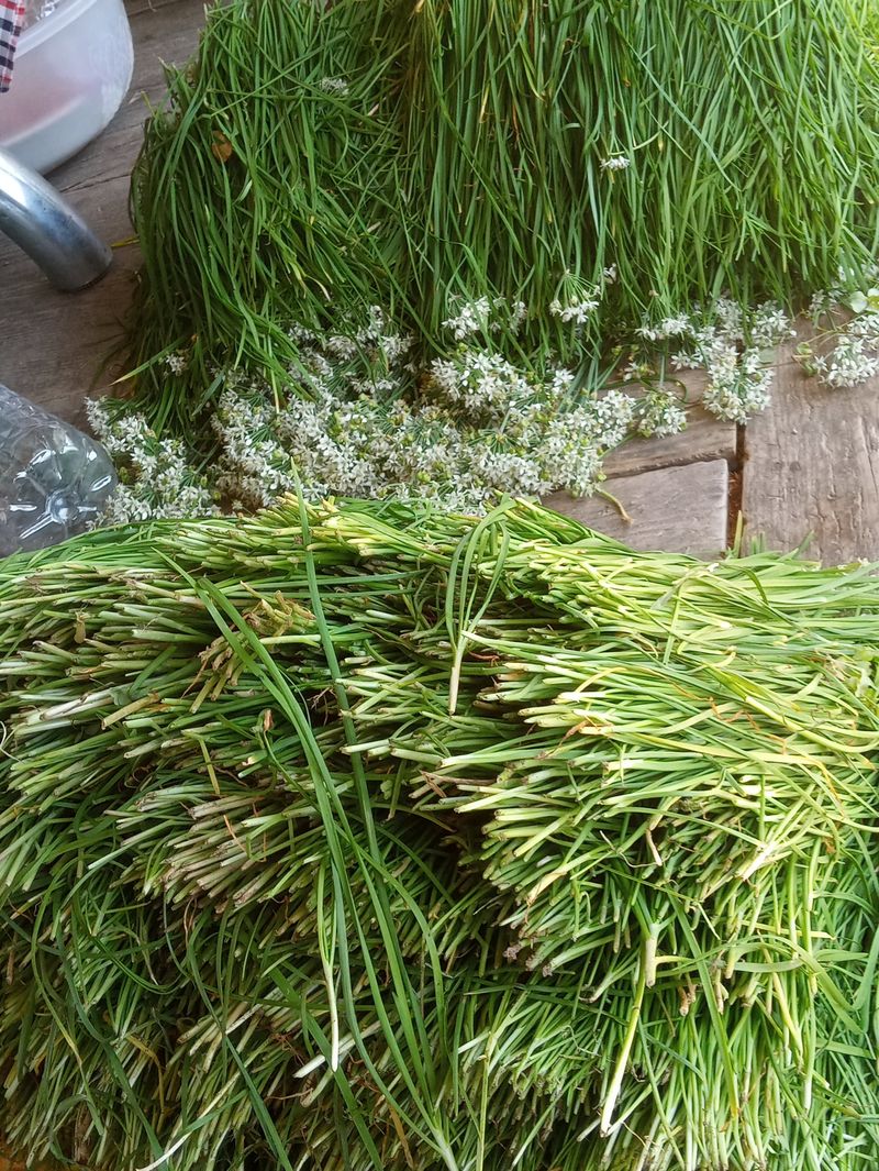 참깨20147님의 장터 판매 상품 [여주즙50, 부추즙50포씩] 첨부 사진