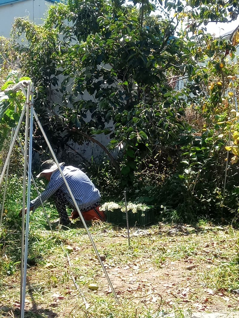 참깨20147님의 장터 판매 상품 [여주즙50, 부추즙50포씩] 첨부 사진