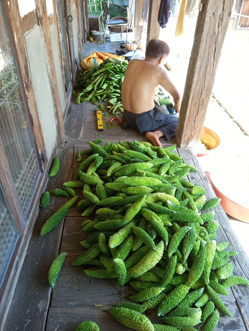 참깨20147님의 장터 판매 상품 [여주즙50, 부추즙50포씩] 첨부 사진