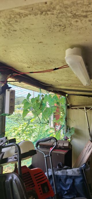 도시농부님의 고추 · 영농일지 작성글 사진