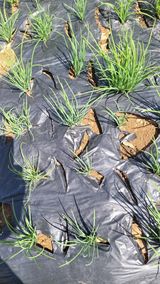 팜모닝 배추·영농일지 게시글 이미지