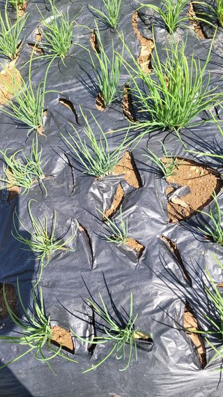 자연인초보농사님의 배추 · 영농일지 작성글 사진