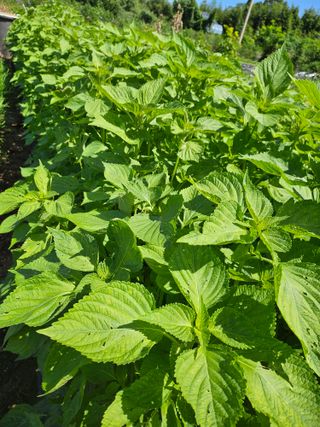 정병완님의 9월 내 작물 자랑하기 · 참여글 작성글 사진