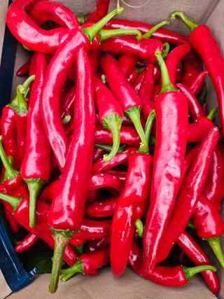 정병완님의 9월 내 작물 자랑하기 · 참여글 작성글 사진