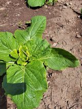 팜모닝 9월 내 작물 자랑하기·참여글 게시글 이미지