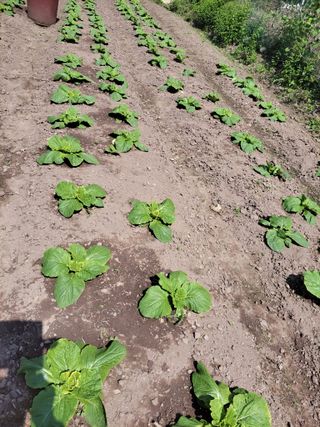 이영철님의 9월 내 작물 자랑하기 · 참여글 작성글 사진