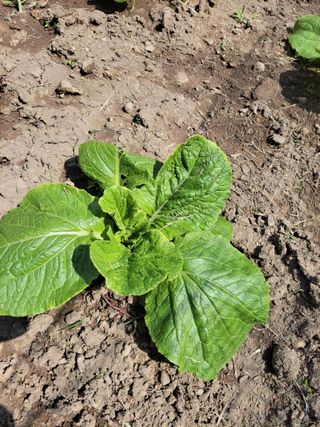 이영철님의 9월 내 작물 자랑하기 · 참여글 작성글 사진