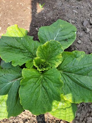 이영철님의 9월 내 작물 자랑하기 · 참여글 작성글 사진