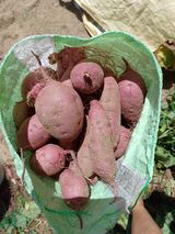 팜모닝 고구마·자유게시판 게시글 이미지