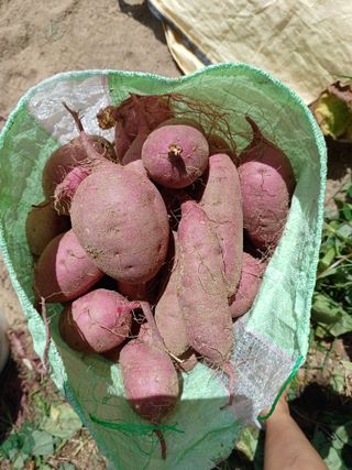 알 수 없음님의 고구마 · 자유게시판 작성글 사진