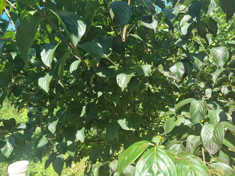 장터 상품 [산수유씨 안빼고팜] 썸네일