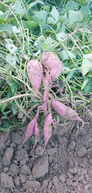 초록가족코난 허일영님의 고구마 · 자유게시판 작성글 사진