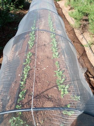 윤형곤님의 9월 내 작물 자랑하기 · 참여글 작성글 사진