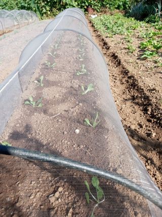 윤형곤님의 9월 내 작물 자랑하기 · 참여글 작성글 사진