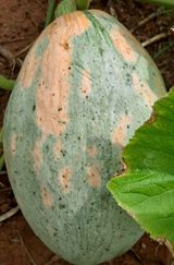 팜모닝 호박·자유게시판 게시글 이미지