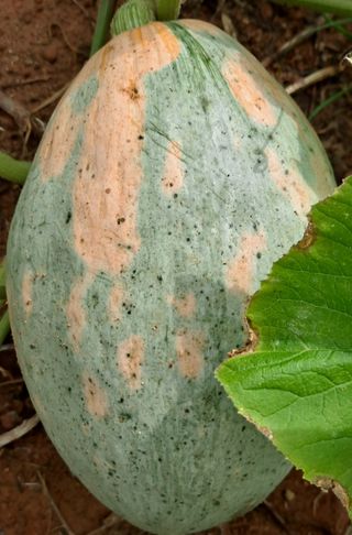 귀농 4년/지성훈님의 호박 · 자유게시판 작성글 사진