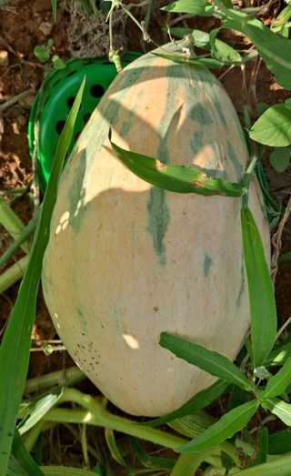 귀농 4년/지성훈님의 호박 · 자유게시판 작성글 사진