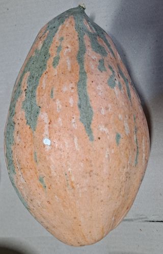 귀농 4년/지성훈님의 호박 · 자유게시판 작성글 사진