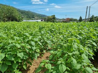 배선갑님의 9월 내 작물 자랑하기 · 참여글 작성글 사진