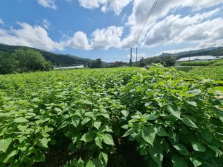 배선갑님의 9월 내 작물 자랑하기 · 참여글 작성글 사진