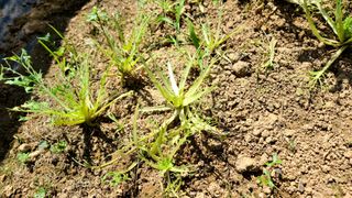 이교일지사랑이랍니다님의 벼 · 병해충상담 작성글 사진