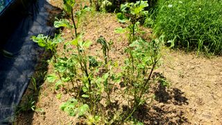 이교일지사랑이랍니다님의 벼 · 병해충상담 작성글 사진