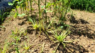 이교일지사랑이랍니다님의 벼 · 병해충상담 작성글 사진