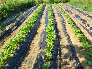 칠곡가산 최지훈님의 9월 내 작물 자랑하기 · 참여글 작성글 사진