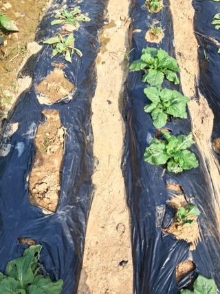 이화진님의 배추 · 병해충상담 작성글 사진