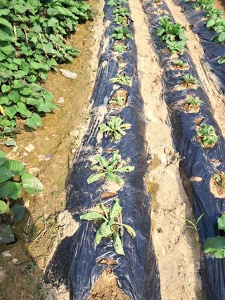 이화진님의 배추 · 병해충상담 작성글 사진