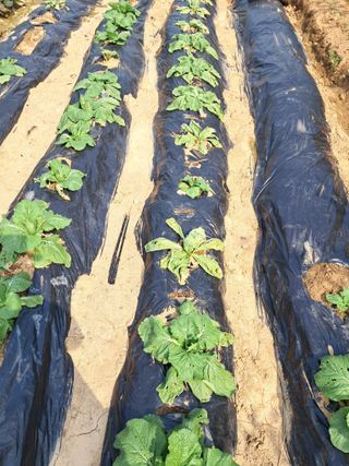 이화진님의 배추 · 병해충상담 작성글 사진