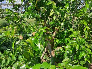 보헤미안님의 기타작물 · 병해충상담 작성글 사진