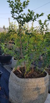 팜모닝 9월 내 작물 자랑하기·참여글 게시글 이미지