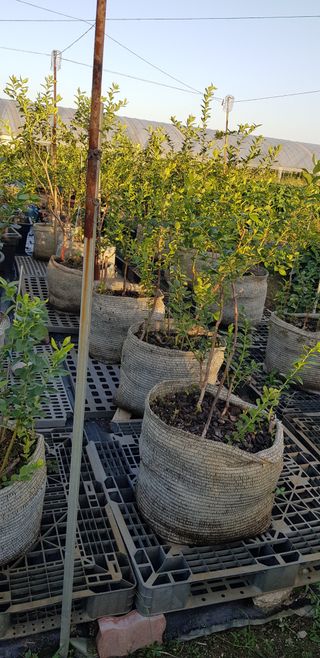 비타민님의 9월 내 작물 자랑하기 · 참여글 작성글 사진