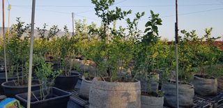 비타민님의 9월 내 작물 자랑하기 · 참여글 작성글 사진