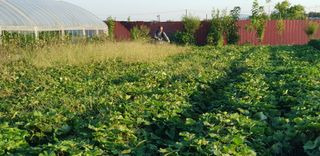 비타민님의 9월 내 작물 자랑하기 · 참여글 작성글 사진