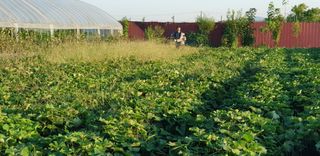 비타민님의 9월 내 작물 자랑하기 · 참여글 작성글 사진