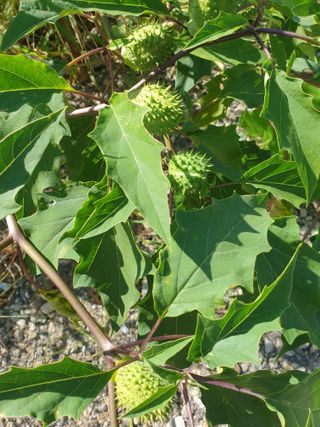 허굴산농장님의 자유주제 · 자유게시판 작성글 사진