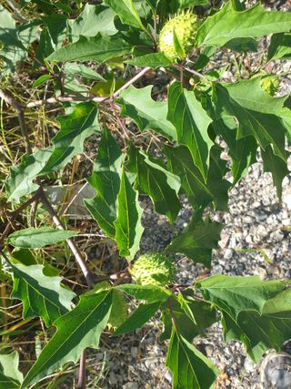 허굴산농장님의 자유주제 · 자유게시판 작성글 사진