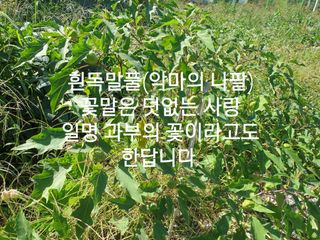 허굴산농장님의 자유주제 · 자유게시판 작성글 사진